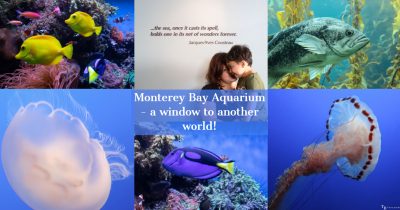 Monterey Bay Aquarium with Kids (2026 Guide): A Window to Another World!