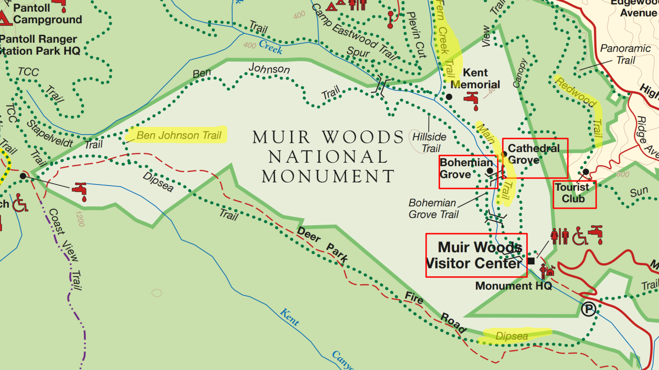 Best Trails in Muir Woods National Monument: A Guide, Travel Realizations