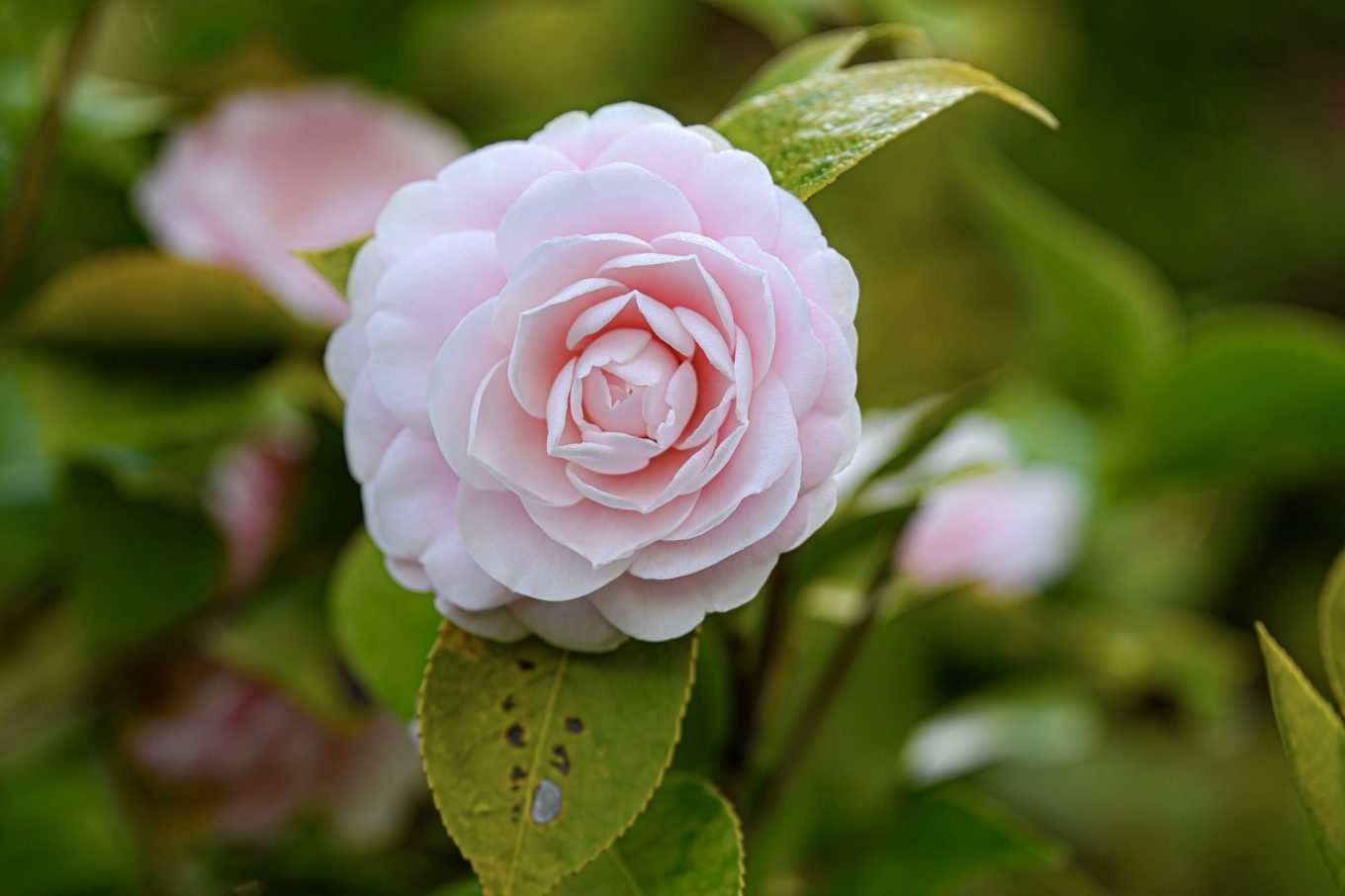 Roses in bloom at McKinley Park Rose Garden in Sacramento