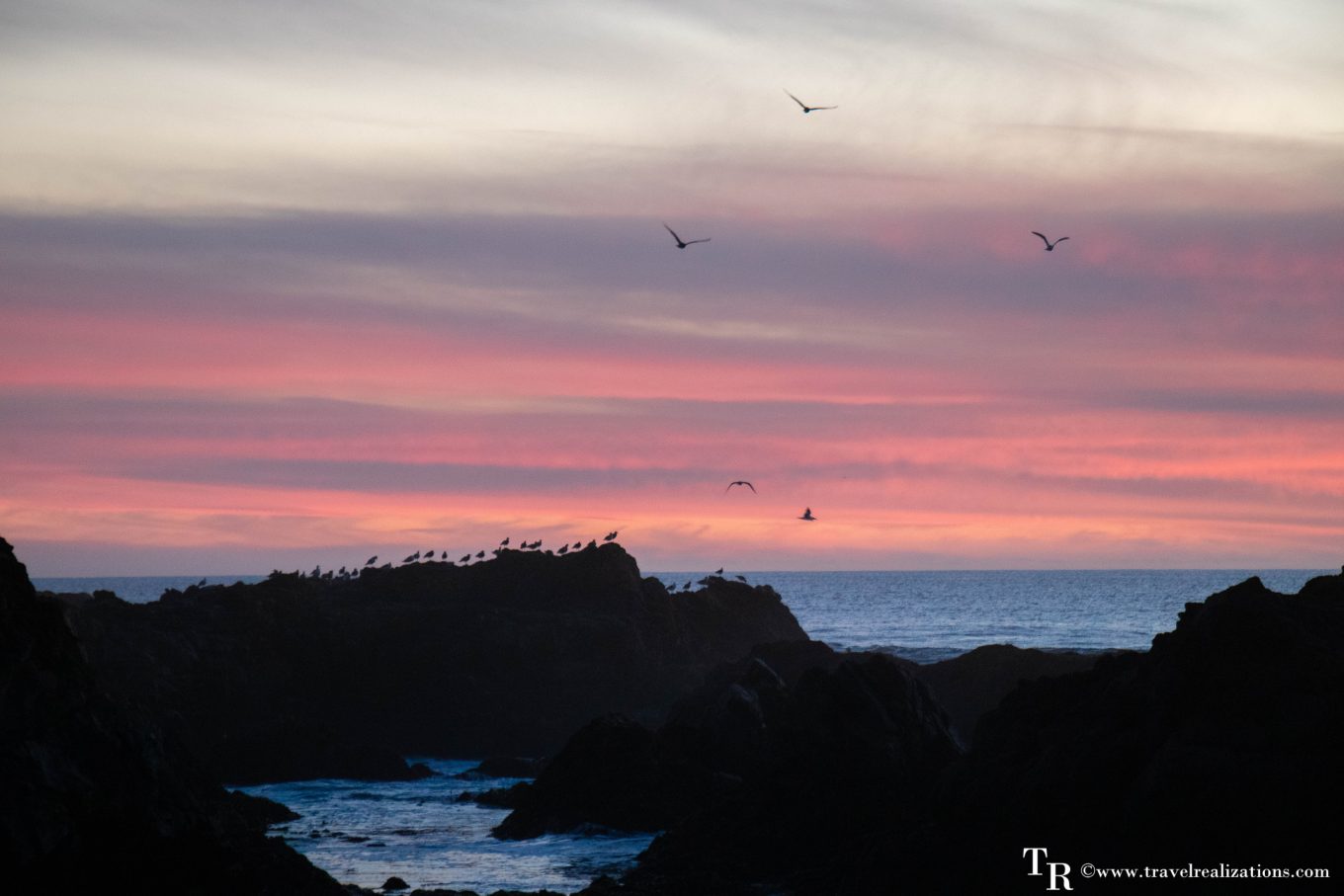 30 Best Things To DO in Bodega Bay, California, Travel Realizations, Bodega Head, Bird Watching
