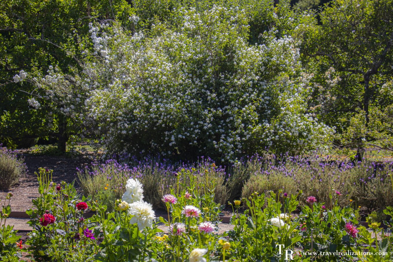Roses climbing the walls of the rose garden at Filoli Estate in Woodside, California